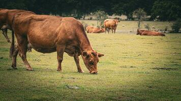 Rural Meadow Grazing Brown Cattle in Green Pasture photo