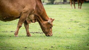 Rural Meadow Grazing Brown Cattle in Green Pasture photo