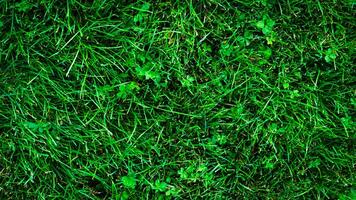 Texture background of green grass photo