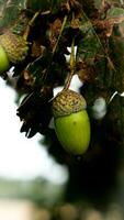 Detailed Macro Shot of European Oak Leaf and Acorn photo