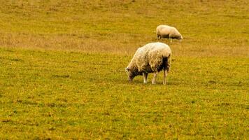 rebaño de lanoso oveja en un campo granja foto