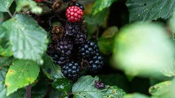 Ripe Blackberries on a Bramble Bush photo