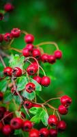 Macro Closeup of Ripe Hawthorn Berries in Autumn photo