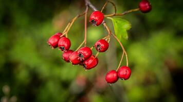 Macro Closeup of Ripe Hawthorn Berries in Autumn photo