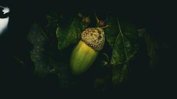 Detailed Macro Shot of European Oak Leaf and Acorn photo