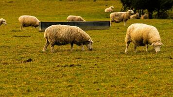 Flock of Woolly Sheep on a Countryside Farm photo