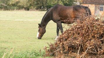 Chestnut Beauty Closeup of a Stunning Horse photo