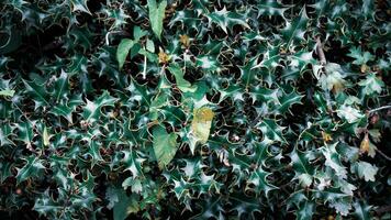 Tropical Jungle Abstract Top View Foliage photo