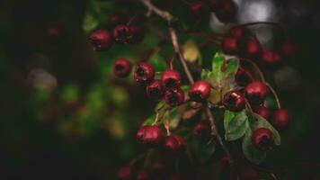 Macro Closeup of Ripe Hawthorn Berries in Autumn photo