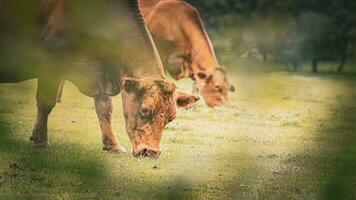 Rural Meadow Grazing Brown Cattle in Green Pasture photo