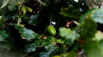 detallado macro Disparo de europeo roble hoja y bellota foto