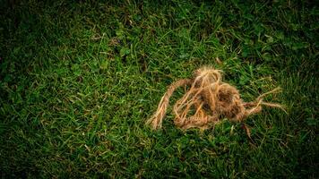 Texture background of green grass photo