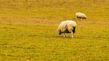 rebaño de lanoso oveja en un campo granja foto