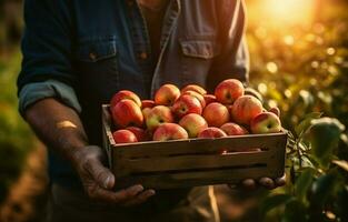 Shots In the garden, there is an apple crate. An unidentified man approaches the fruit box. Harvesting in an orchard on a lovely fall day. Hands of a fruit-grower outside in the sun. AI Generative photo