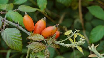 Macro Shot of Ripe Rose Hips in Nature photo