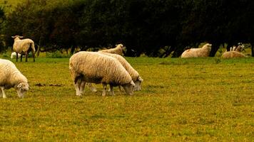 rebaño de lanoso oveja en un campo granja foto