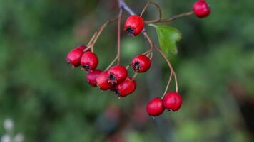 Macro Closeup of Ripe Hawthorn Berries in Autumn photo