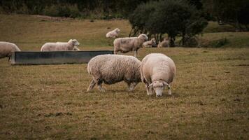 rebaño de lanoso oveja en un campo granja foto