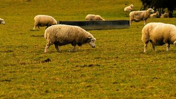 rebaño de lanoso oveja en un campo granja foto