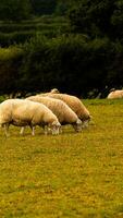 rebaño de lanoso oveja en un campo granja foto