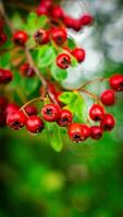 Macro Closeup of Ripe Hawthorn Berries in Autumn photo