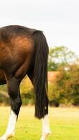 castaña belleza de cerca de un maravilloso caballo foto