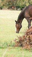 castaña belleza de cerca de un maravilloso caballo foto