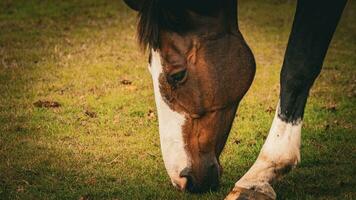 castaña belleza de cerca de un maravilloso caballo foto