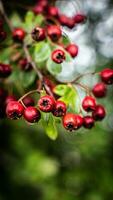 Macro Closeup of Ripe Hawthorn Berries in Autumn photo