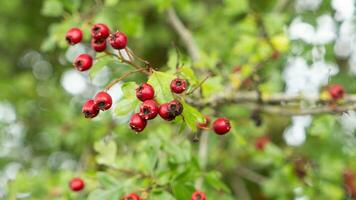 Macro Closeup of Ripe Hawthorn Berries in Autumn photo