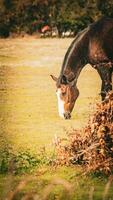 Chestnut Beauty Closeup of a Stunning Horse photo