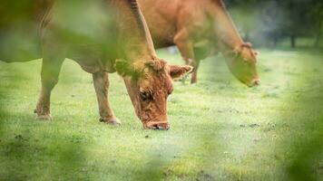 Rural Meadow Grazing Brown Cattle in Green Pasture photo