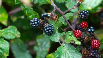 Ripe Blackberries on a Bramble Bush photo