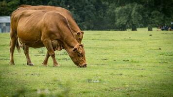 Rural Meadow Grazing Brown Cattle in Green Pasture photo