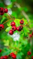 Macro Closeup of Ripe Hawthorn Berries in Autumn photo