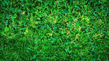 Texture background of green grass photo