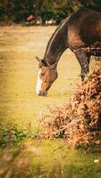 Chestnut Beauty Closeup of a Stunning Horse photo