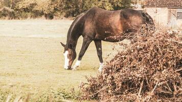 Chestnut Beauty Closeup of a Stunning Horse photo