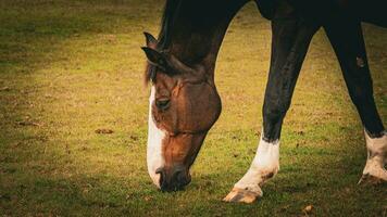 castaña belleza de cerca de un maravilloso caballo foto