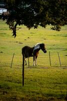 Horses in field at sunset sunrise photo