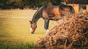 Chestnut Beauty Closeup of a Stunning Horse photo