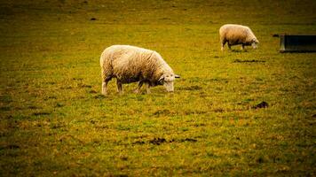 Flock of Woolly Sheep on a Countryside Farm photo