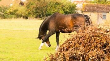 castaña belleza de cerca de un maravilloso caballo foto