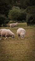 rebaño de lanoso oveja en un campo granja foto