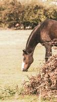 castaña belleza de cerca de un maravilloso caballo foto