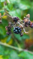 Ripe Blackberries on a Bramble Bush photo