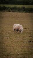 Flock of Woolly Sheep on a Countryside Farm photo