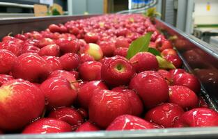 A close-up of newly picked red Fiji apples being washed and transported up a conveyor belt in a Tasmanian apple packing shed before being graded and packaged. AI Generative. photo