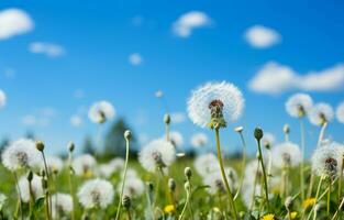 en contra un vibrante azul cielo con mullido blanco nubes, un campo de diente de león soportes alto. ai generativo foto