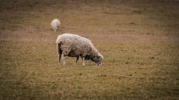 rebaño de lanoso oveja en un campo granja foto